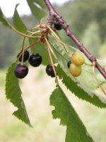 Cerasus avium (wiśnia ptasia)