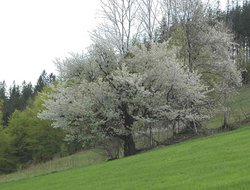 Cerasus avium (wiśnia ptasia)