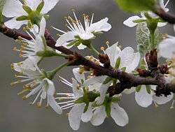 Prunus insitita