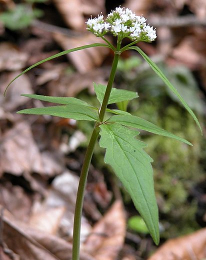 Valeriana tripteris