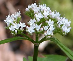 Valeriana tripteris