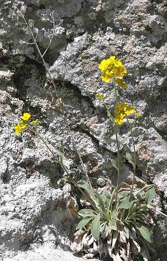 Alyssum saxatile