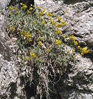 Alyssum saxatile