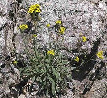 Alyssum saxatile