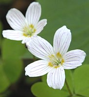 Oxalis acetosella