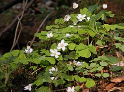 Oxalis acetosella