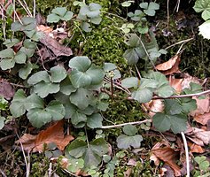 Cardamine trifolia