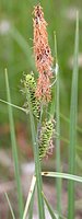 Carex nigra 