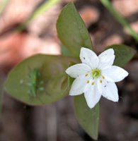 Trientalis europaea