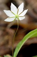 Trientalis europaea