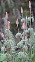 Equisetum sylvaticum