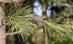 Pinus strobus (sosna amerykańska)