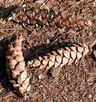 Pinus strobus (sosna amerykańska)