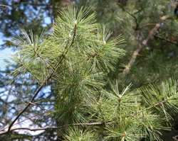 Pinus strobus (sosna amerykańska)