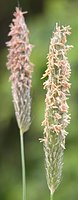 Alopecurus pratensis 