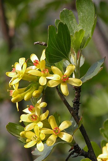 Ribes aureum