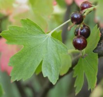 Ribes aureum