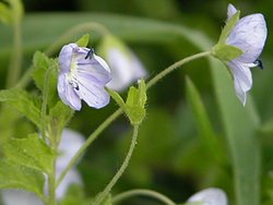 Veronica filiformis