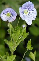 Veronica filiformis