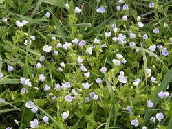 Veronica filiformis