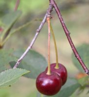 Prunus cerasus