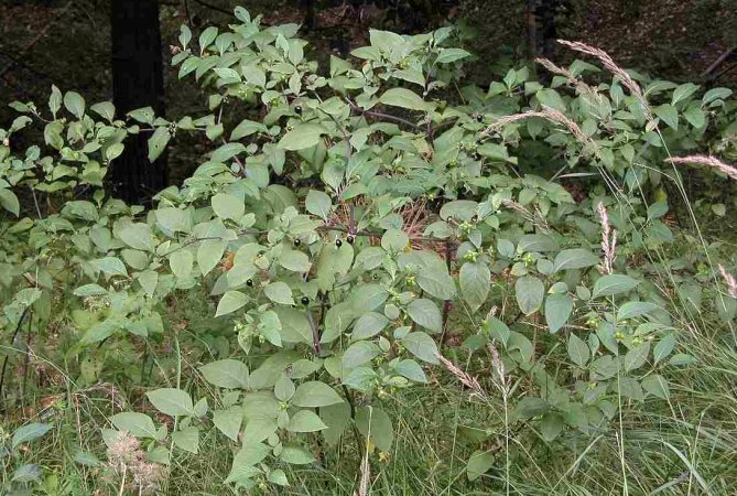 Atropa bella-donna (pokrzyk wilcza jagoda)