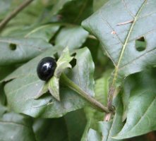 Atropa bella-donna (pokrzyk wilcza jagoda)