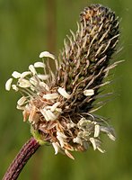 Plantago lanceolata