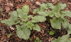 Arum orientale ssp. orientale