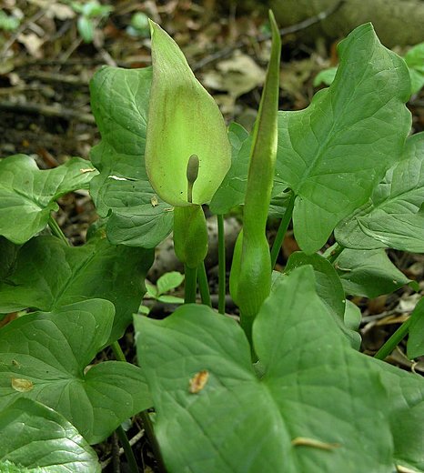 Arum orientale ssp. orientale