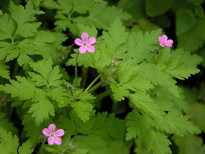 Geranium robertianum