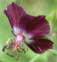 Geranium phaeum