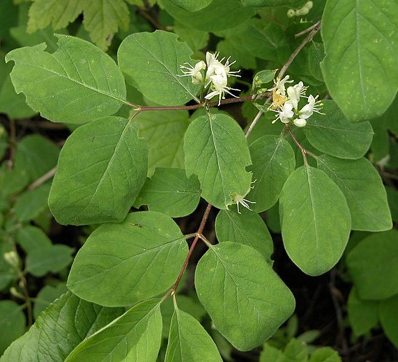 Lonicera xylosteum