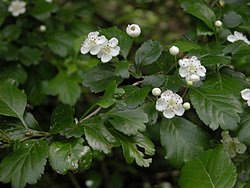 Crataegus laevigata