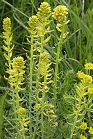 Euphorbia cyparissias