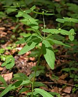 Euphorbia dulcis