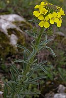 Erysimum odoratum