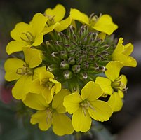 Erysimum odoratum