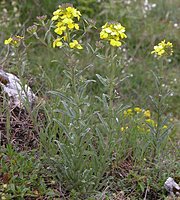 Erysimum odoratum