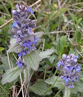 Ajuga genevensis