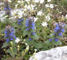 Ajuga genevensis