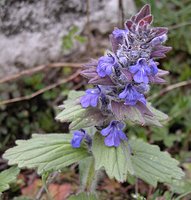 Ajuga genevensis