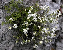 Galium cracoviense