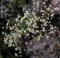 Galium cracoviense