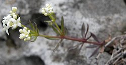 Galium cracoviense