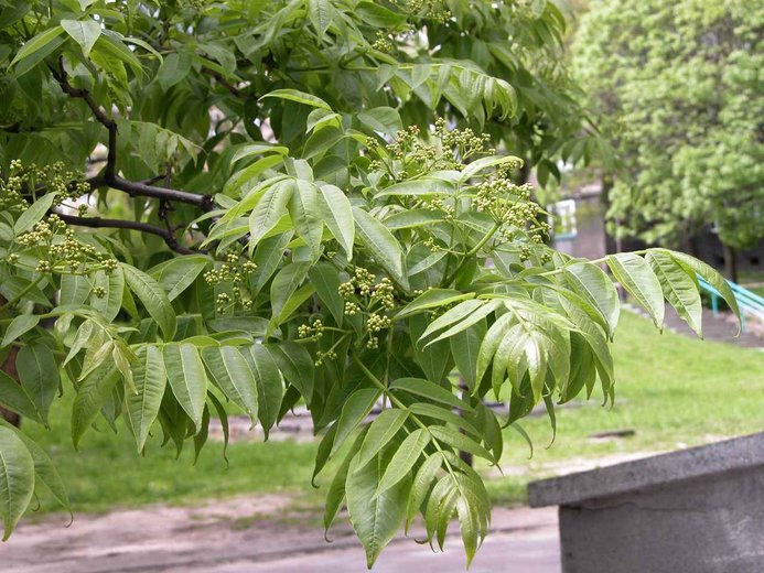 Phellodendron amurense