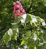 Aesculus carnea