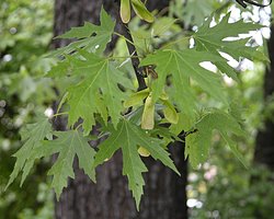 Acer saccharinum