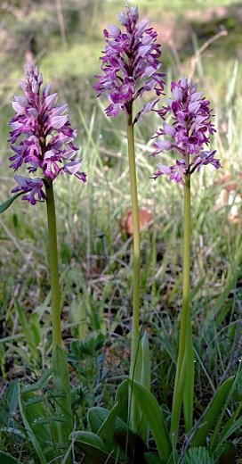 Orchis militaris