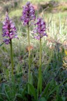 Orchis militaris